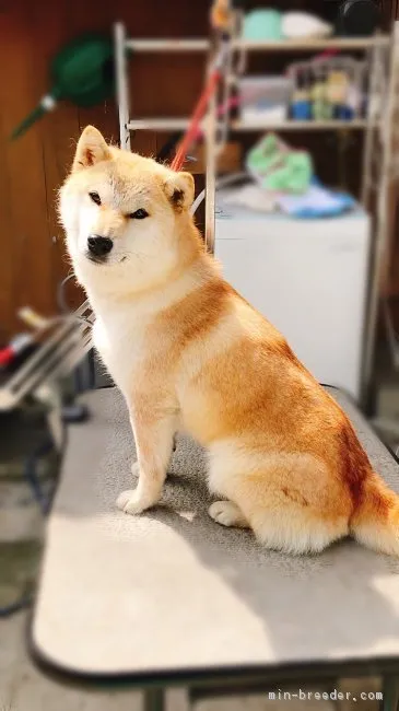 Akio-Docter 様のお迎えした子犬