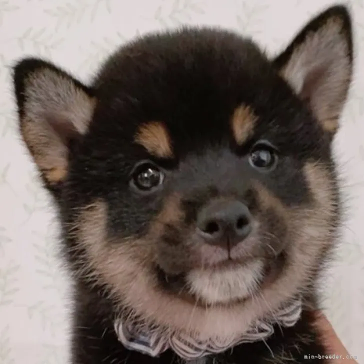 ID:2308-06365の子犬