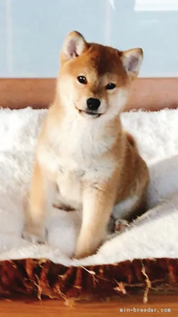 ID:1803-01022の子犬
