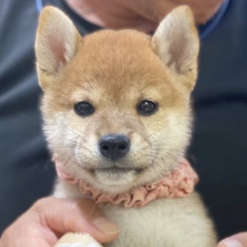 柴犬(標準サイズ)【山口県・女の子・2023年7月17日・赤色】の写真「女の子らしい子です」