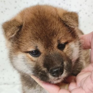 柴犬(標準サイズ)【山口県・男の子・2023年8月17日・赤色】の写真「懐っこい子でしっぽをフリフリして寄ってきてくれます」