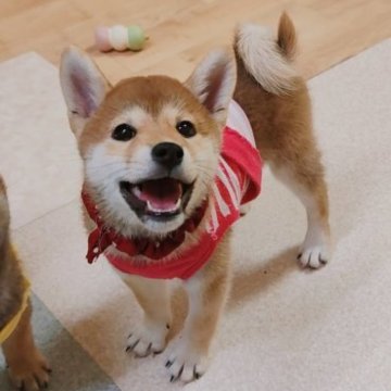 柴犬(標準サイズ)【山口県・女の子・2023年7月17日・赤色】の写真「ぴょんぴょんと跳んで走る姿が可愛い女の子」
