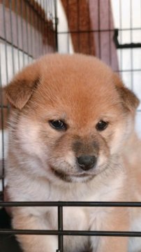 柴犬(標準サイズ)【山口県・女の子・2018年11月1日・赤色】の写真「ムチムチモフモフのたぬき顔♡」