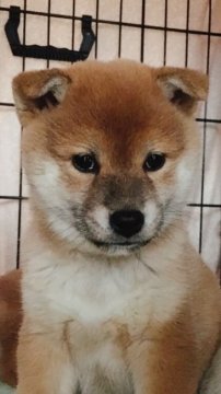 柴犬(標準サイズ)【山口県・女の子・2018年11月1日・赤色】の写真「ムチムチモフモフの可愛い女の子♡」
