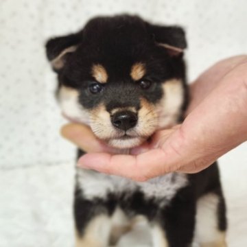 柴犬(標準サイズ)【山口県・男の子・2023年8月17日・黒色】の写真「配色もよく人が大好き」
