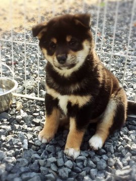 柴犬(標準サイズ)【山口県・女の子・2016年11月1日・黒色】の写真「愛らしいお顔の黒柴ちゃんです。」