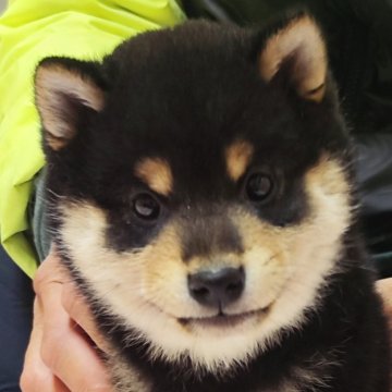 柴犬(標準サイズ)【山口県・男の子・2023年11月21日・黒色】の写真「とにかく人が大好き！」