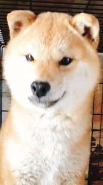 柴犬(標準サイズ)【山口県・男の子・2017年11月9日・赤色】の写真「ヤンチャ盛りの男の子です。」