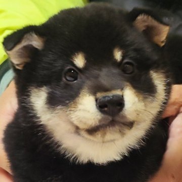 柴犬(標準サイズ)【山口県・女の子・2023年11月21日・黒色】の写真「愛嬌抜群なおちゃめな子」