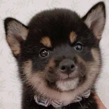柴犬(標準サイズ)【山口県・男の子・2023年7月22日・黒色】の写真「小ぶりな男の子です」