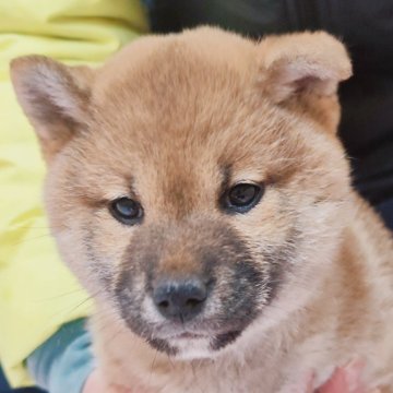 柴犬(標準サイズ)【山口県・女の子・2023年11月18日・赤色】の写真「ピョンピョン飛ぶように走ってきてくれるかわいい子」