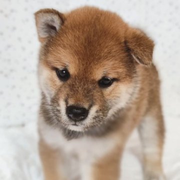 柴犬(標準サイズ)【山口県・女の子・2023年8月17日・赤】の写真「女の子らしくほわっとした可愛い子です」