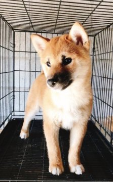 柴犬(標準サイズ)【山口県・女の子・2018年1月13日・赤】の写真「お目目がとってもキレイな女の子♡」