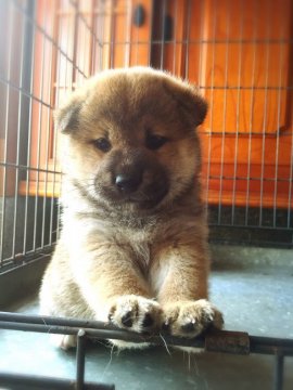 柴犬(標準サイズ)【山口県・男の子・2016年5月9日・赤色】の写真「毛色のとても綺麗な子犬です。」