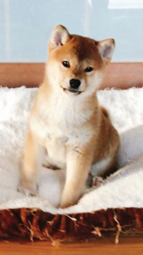 柴犬(標準サイズ)【山口県・男の子・2018年2月14日・赤色】の写真「バレンタインデーBaby♡男の子」