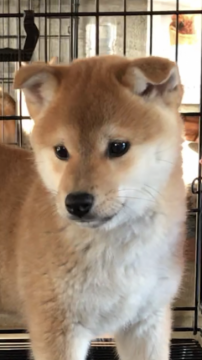 柴犬(標準サイズ)【山口県・男の子・2018年1月13日・赤】の写真「キレイな毛色の男の子♪」