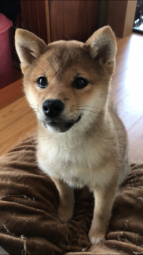 柴犬(標準サイズ)【山口県・男の子・2018年2月14日・赤】の写真「バレンタインデーBaby♪男の子」