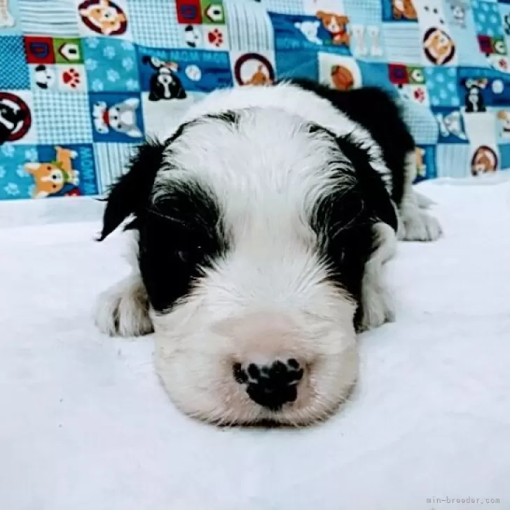 ID：2501-04872の子犬