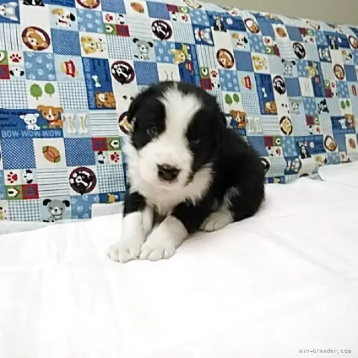 ボーダーコリー【愛知県・男の子・2025年10月25日・ブラック&amp;ホワイト】の写真1