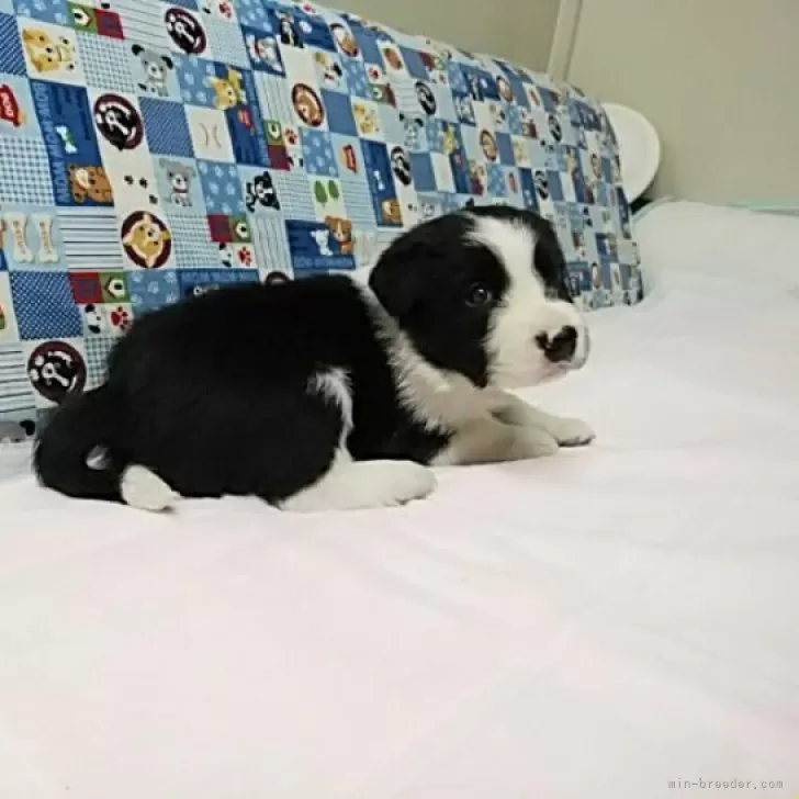 ボーダーコリー【愛知県・女の子・2025年10月25日・ブラック&amp;ホワイト】の写真1