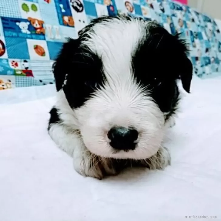 ID：2501-04865の子犬
