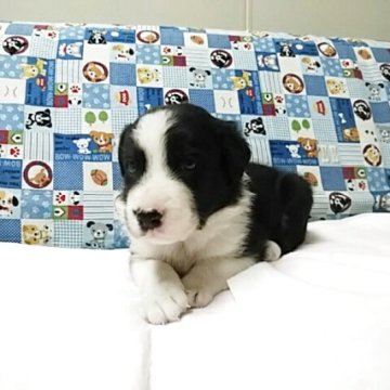 ボーダーコリー【愛知県・男の子・2025年10月25日・ブラック&ホワイト】の写真「元気いっぱいで、とても可愛い子です。」