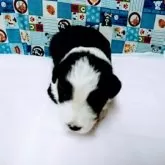 ボーダーコリー