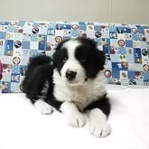 ボーダーコリー