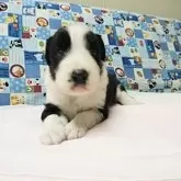 ボーダーコリー