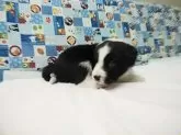 ボーダーコリー【愛知県・女の子・2025年10月25日・ブラック&ホワイト】の写真5