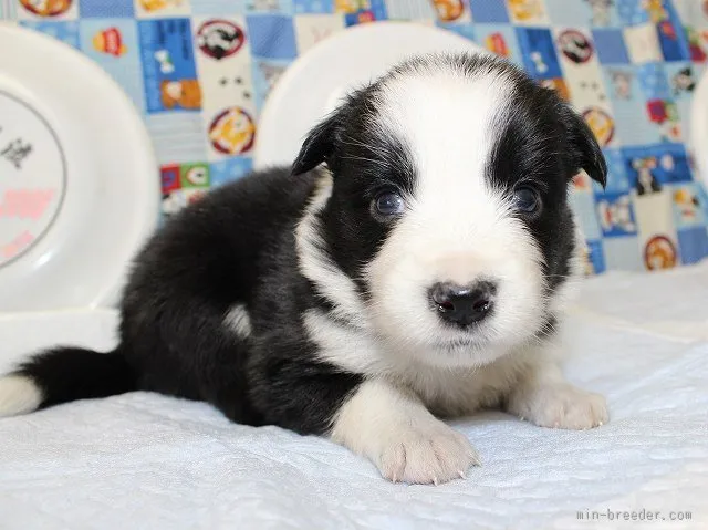 ルルのママ 様のお迎えした子犬