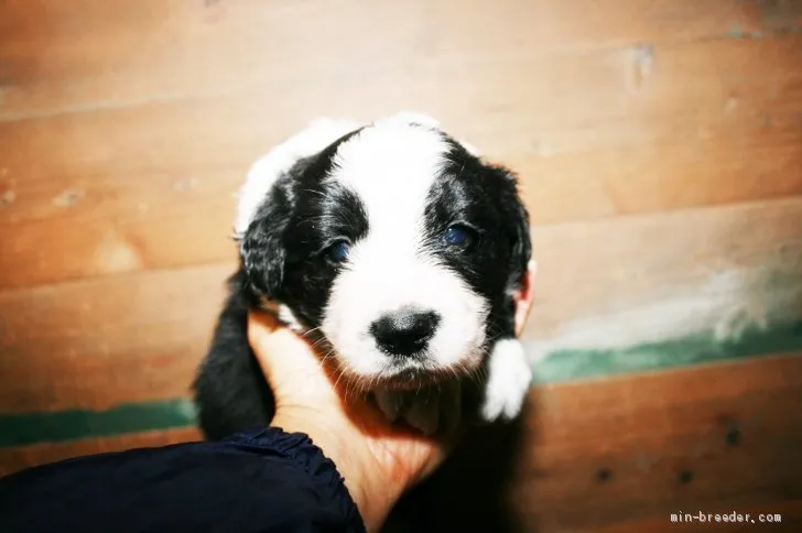 ID：2004-01906の子犬