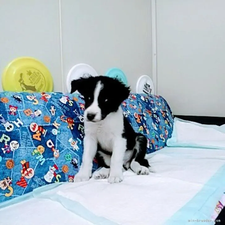 ID:2207-03277の子犬
