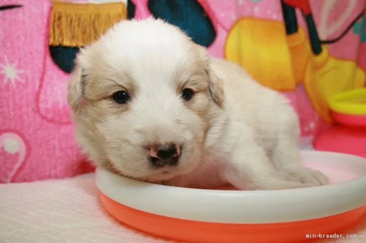 ID：1908-01877の子犬