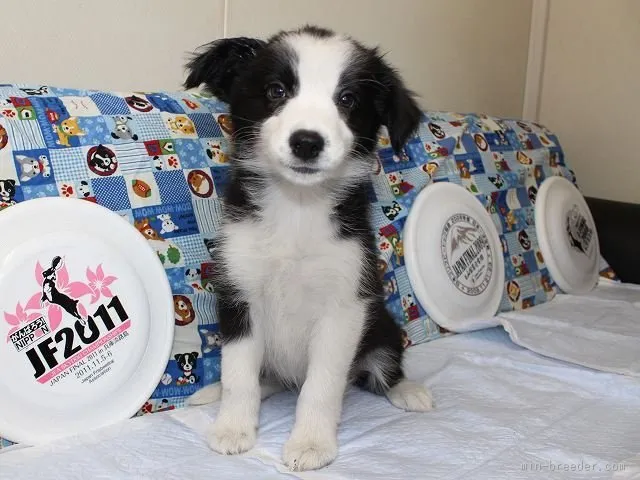 ID：1510-00731の子犬