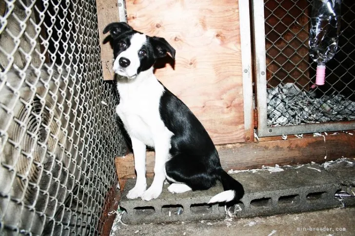 ID：1901-00164の子犬