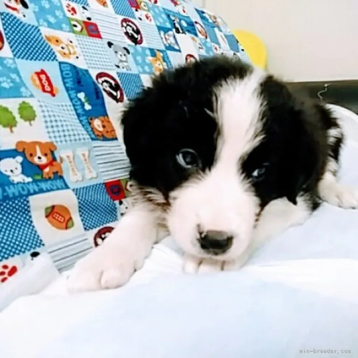 ID:2306-05601の子犬