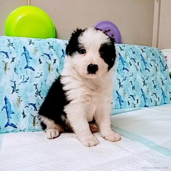 ID:2406-06559の子犬