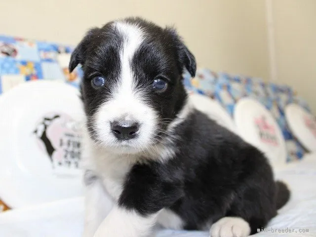 浜松の大城 様のお迎えした子犬