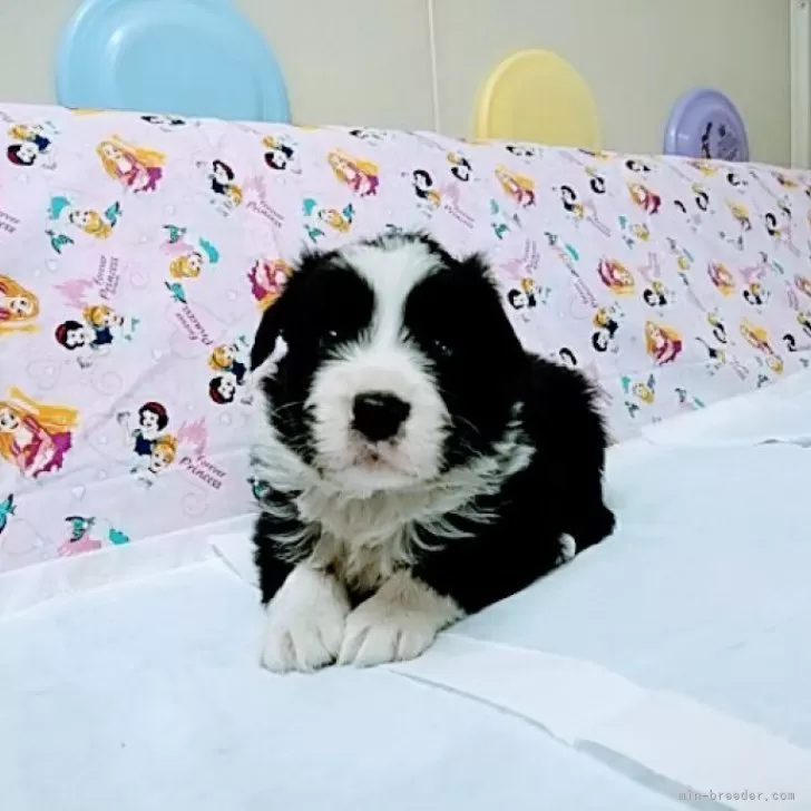 ID：2402-04817の子犬