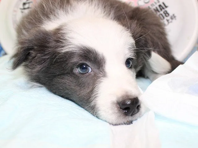 ID:1501-01031の子犬