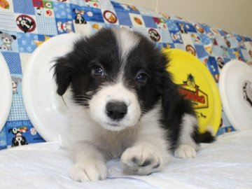 ボーダーコリー【愛知県・女の子・2015年8月14日・ブラック&ホワイト】の写真「ボーダーコリー専門犬舎発。健康状態に自信があります」