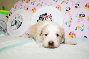 ボーダーコリー【愛知県・女の子・2019年8月8日・ウィートン&ホワイト】の写真「ボーダーコリー専門発、技能力、健康に自信が有り。」
