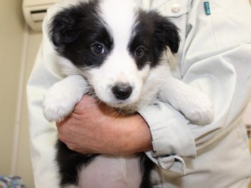 ボーダーコリー【愛知県・女の子・2015年10月5日・ブラック&ホワイト】の写真「ボーダーコリー専門犬舎発。健康状態に自信があります」