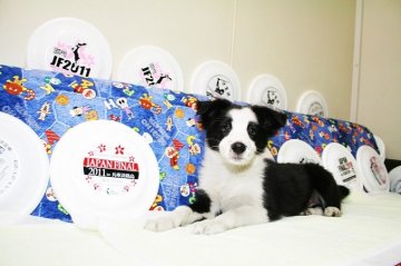 ボーダーコリー【愛知県・女の子・2018年9月10日・ブラック&ホワイト】の写真「ご紹介する女の子に可愛いクリスマスプレゼント付き」