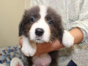 ボーダーコリー【愛知県・男の子・2015年7月30日・ブルー&ホワイト】の写真「ボーダーコリー専門犬舎発。健康状態に自信があります」