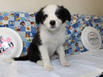ボーダーコリー【愛知県・男の子・2015年10月5日・ブラック&ホワイト】の写真「ボーダーコリー専門犬舎発。健康状態に自信があります」