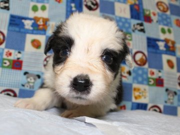 ボーダーコリー【愛知県・女の子・2015年7月30日・ブラック&ホワイト】の写真「ボーダーコリー専門犬舎発。健康状態に自信があります」