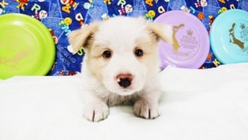 ボーダーコリー【愛知県・男の子・2021年2月17日・ウィートン&ホワイト】の写真「ボーダーコリー専門発、技能力、健康に自信が有り。」