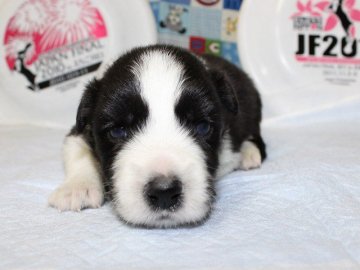 ボーダーコリー【愛知県・男の子・2015年5月30日・ブラック&ホワイト】の写真「ボーダーコリー専門犬舎発。健康状態に自信があります」